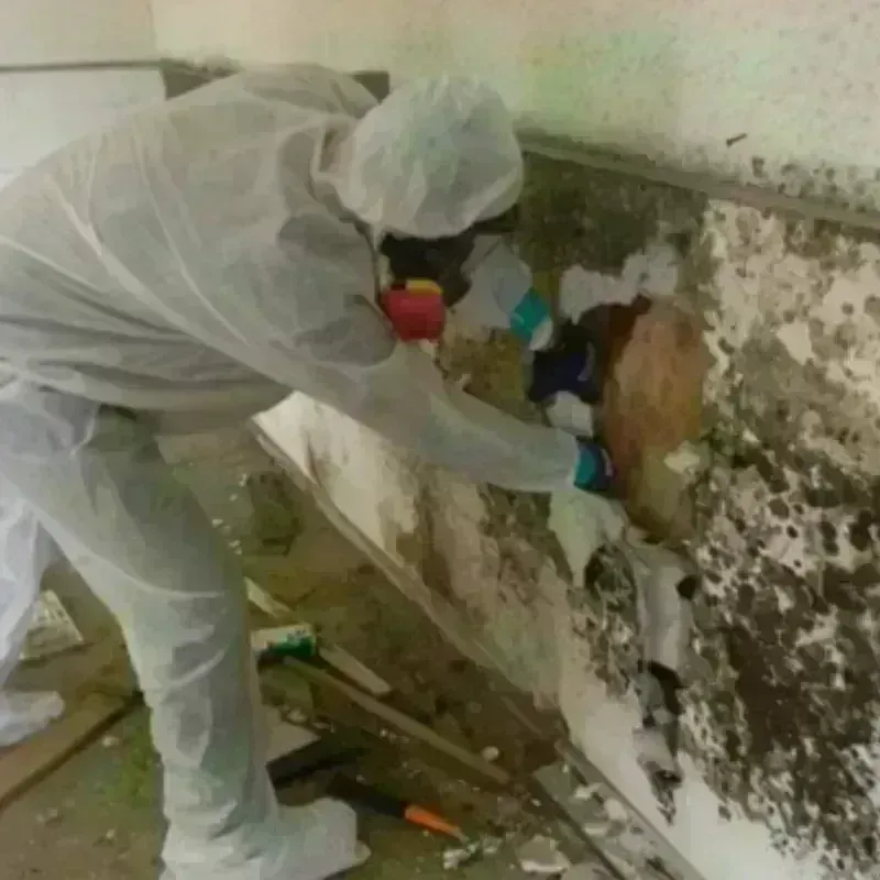 Mold Remediation and Removal in Roberts County, TX